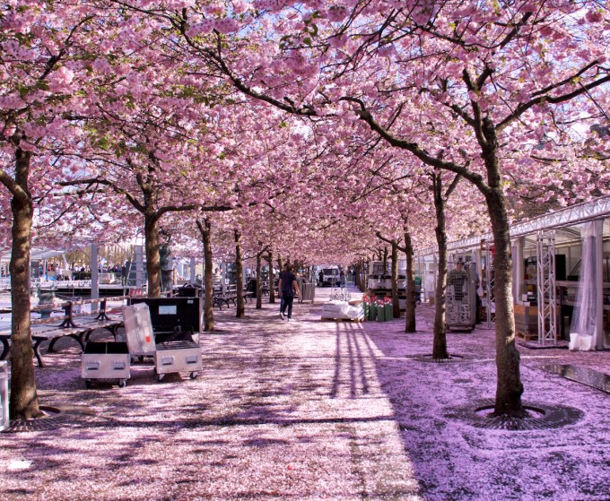 Fallen petal carpet.jpg