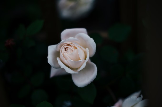 white_rose